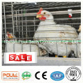 Broiler Chicken Cage Wire Mesh